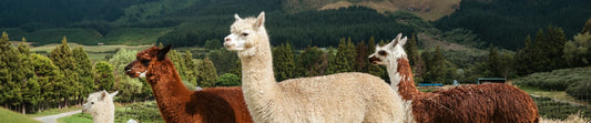 Benefits Of Alpaca Wool: Warm, Breathable Choice for Hikers