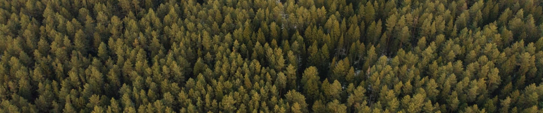 Aerial view of a lush green forest, perfect for following solo hiking tips and enjoying nature.